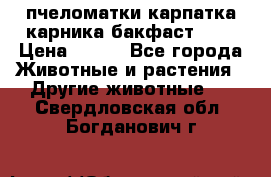 пчеломатки карпатка карника бакфаст F-1 › Цена ­ 800 - Все города Животные и растения » Другие животные   . Свердловская обл.,Богданович г.
